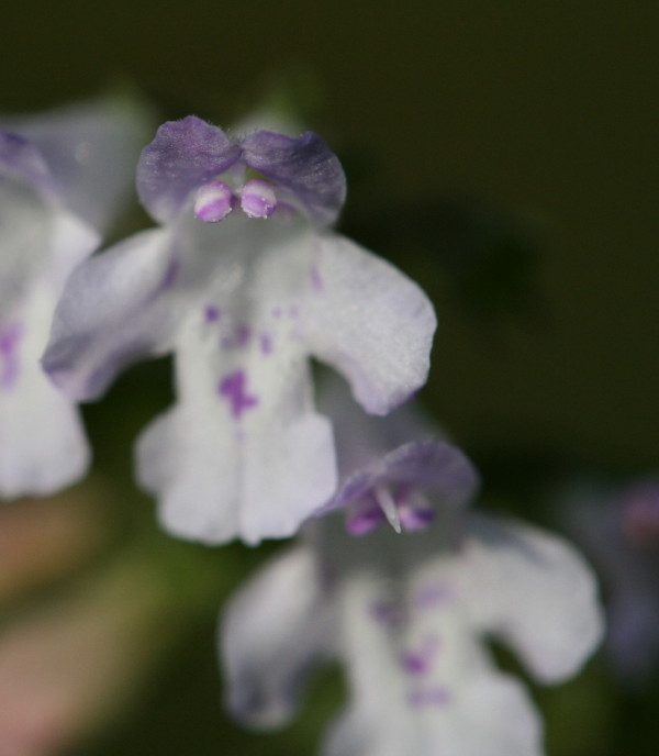 Calamintha nepeta